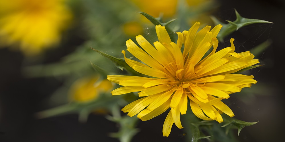 Yellow Flowers